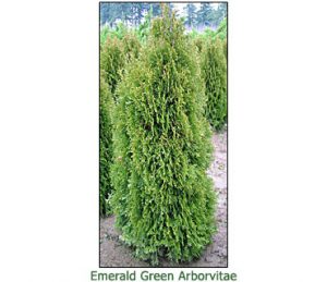 Emerald-Green-Arborvitae