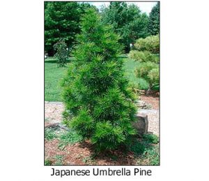 Japanese-Umbrella-Pine