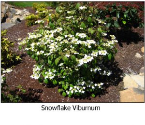 Snowflake-Viburnum