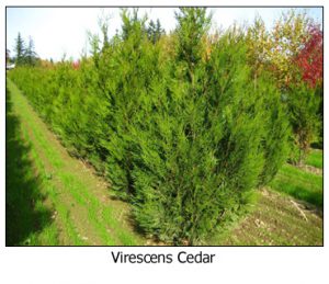 Virescens-Cedar