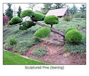 sculptured-pine-leaning
