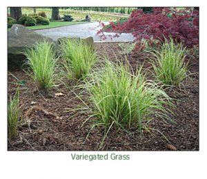 variegated-grass