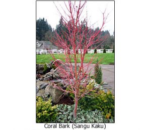 coral-bark-winter
